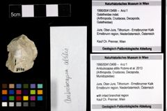 Foto (Objekt + Etiketten) von Ambulocapsa altilis (Robins et al., 2013) 
